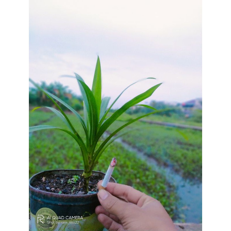 bibit pohon pandan