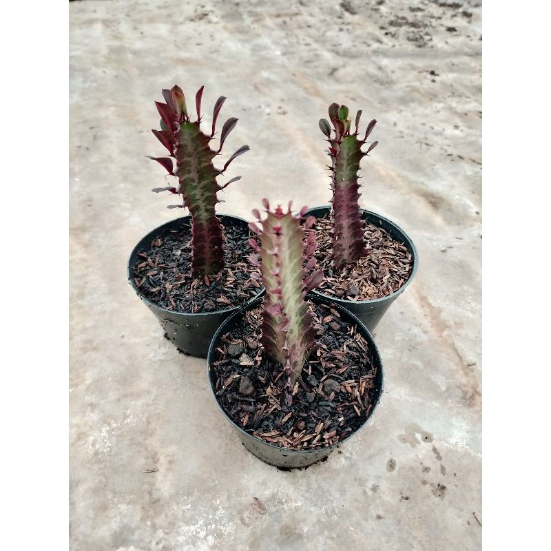 Trigona Merah
