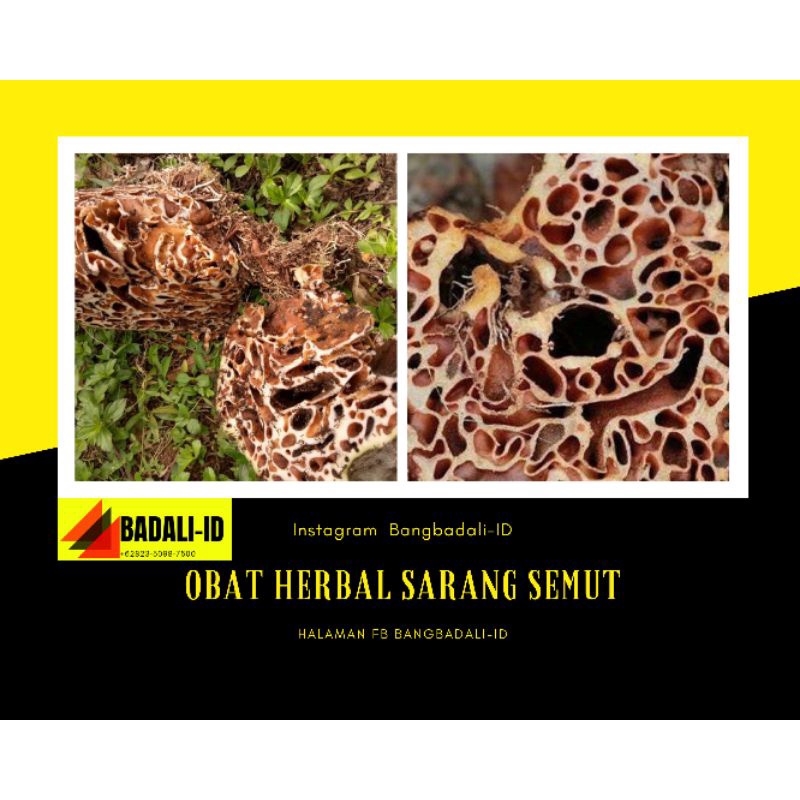 Herbal sarang semut