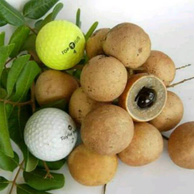 Bibit tanaman lengkeng pingpong