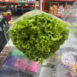 SELADA HYDROPONICS 1per pack