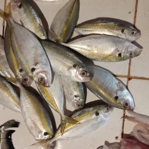 selat kuning 500g