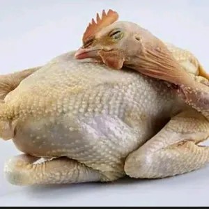 ayam kampung 1 ekor 1per pack
