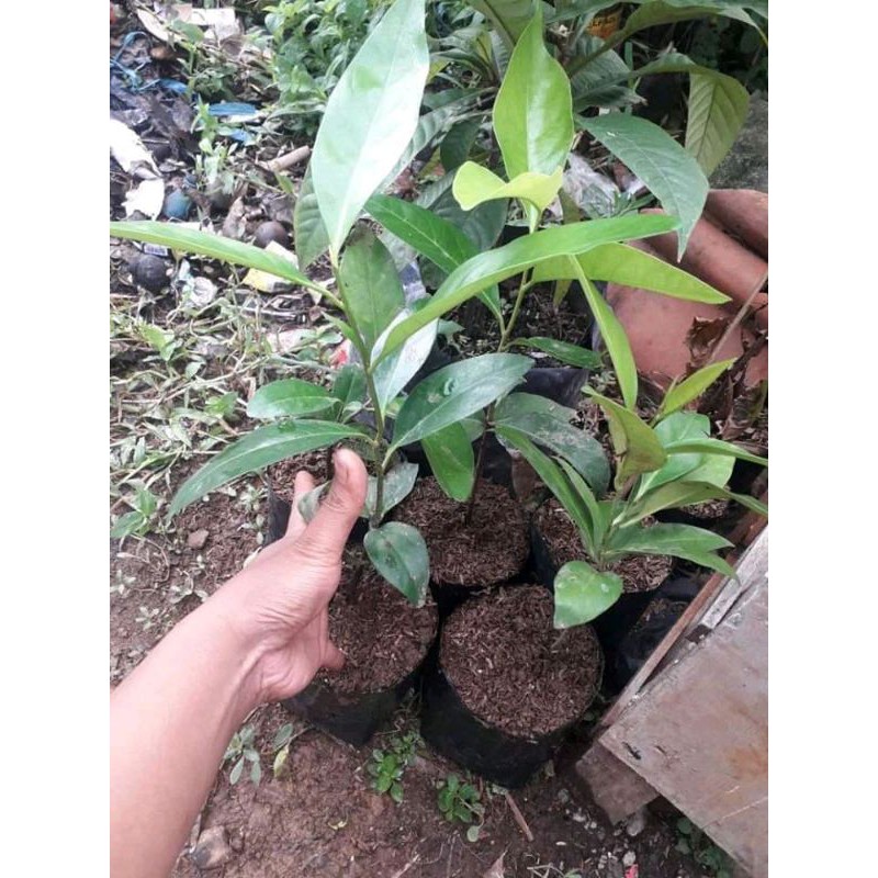 bibit buah black sapote ..