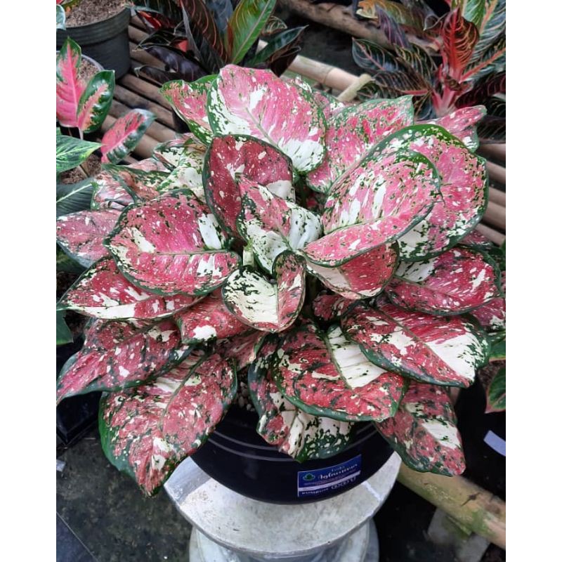 bibit aglonema three colour