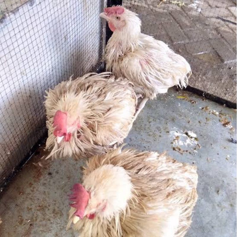ayam pedaging