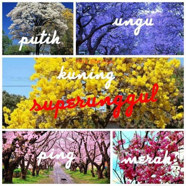 Paket 5 bibit sakura tabebuya