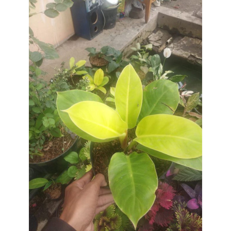 Tanaman Hias Philo Lemon