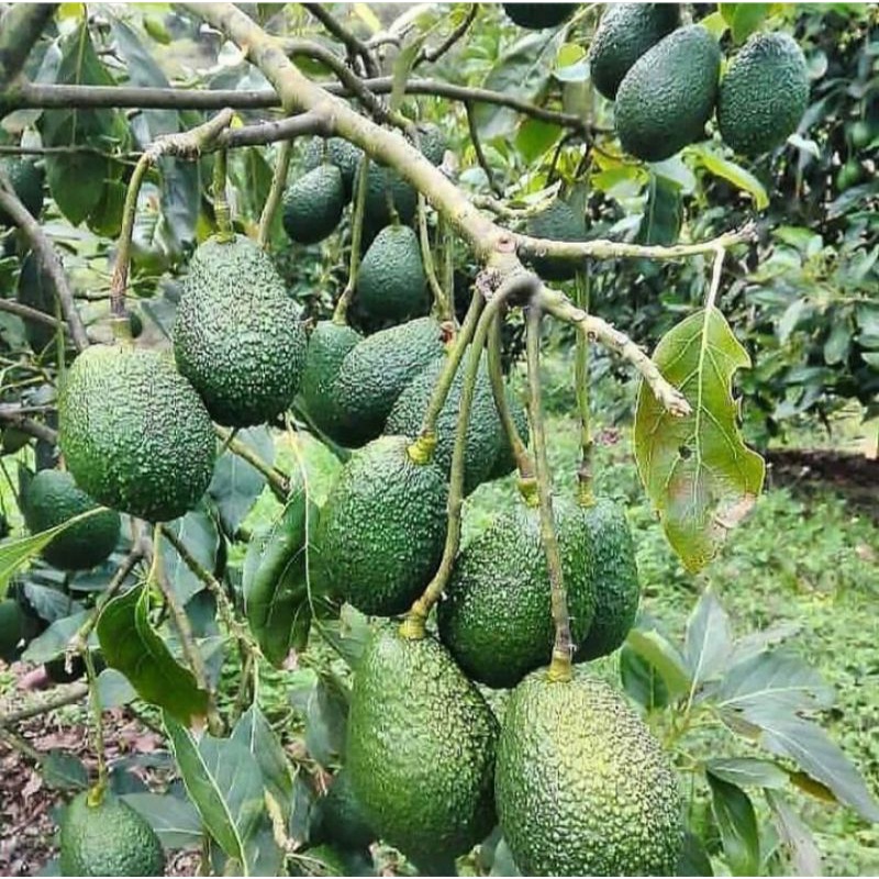BIBIT ALPUKAT pluwang