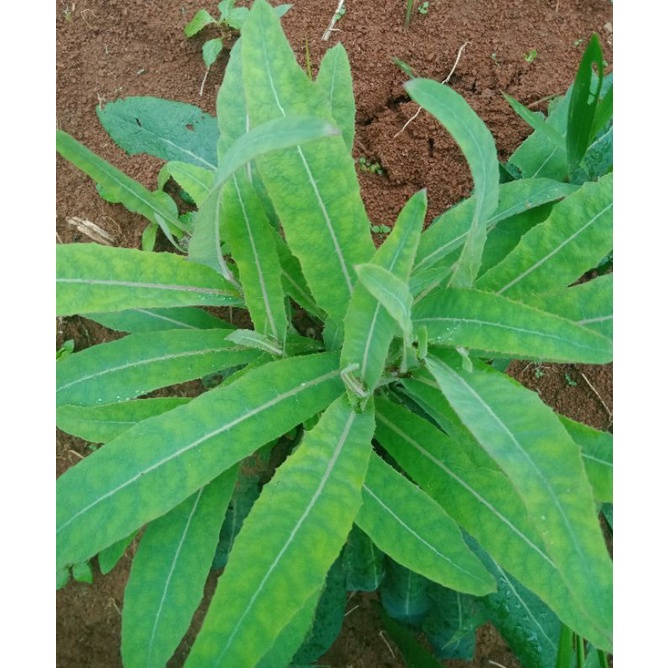 Daun Tempuyung Segar 500 Grm