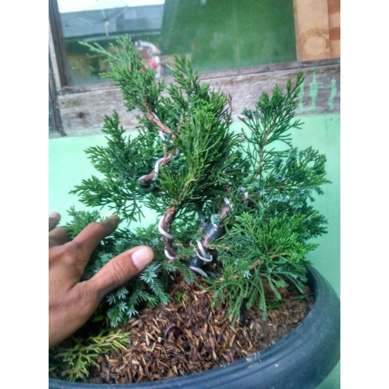 Cemara sinensis