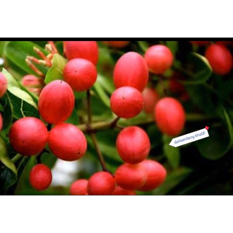 BUAH RENDA/KRENDA 1KG