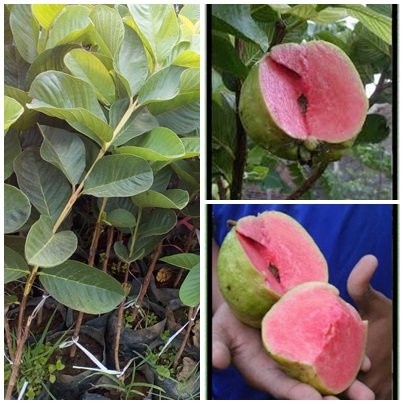 BIBIT JAMBU SUKUN MERAH SEEDLES