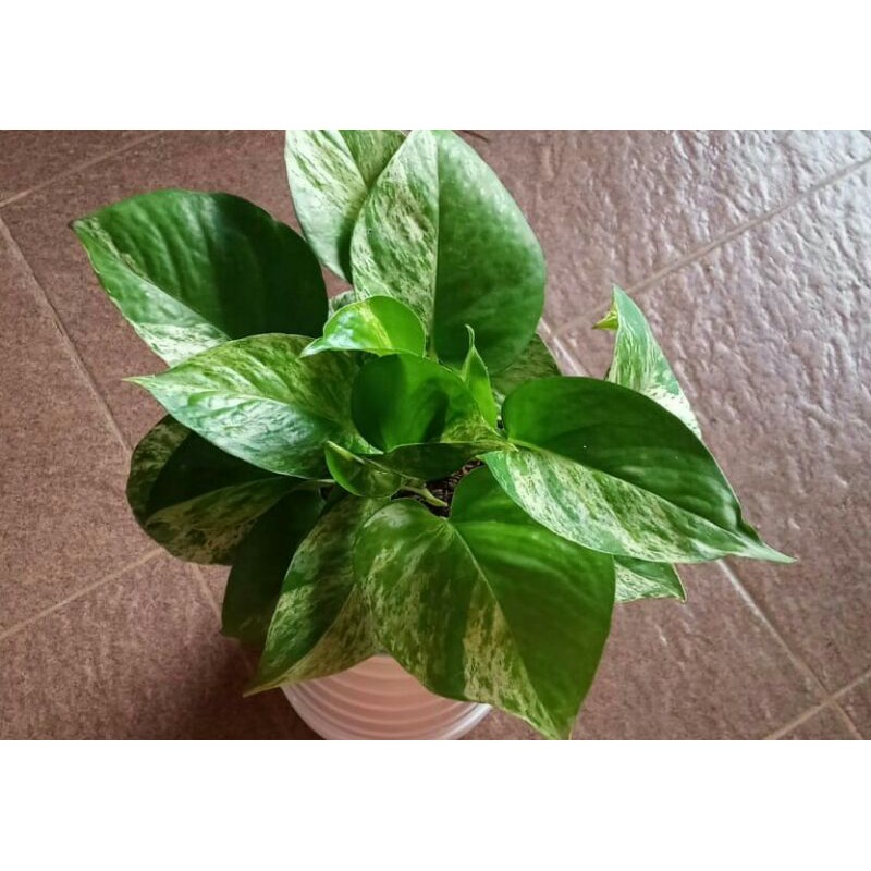 sirih gading varigata