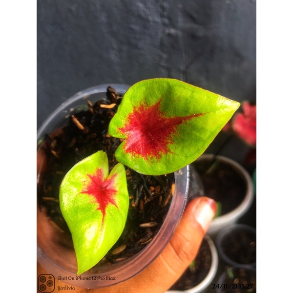 Caladium Lemon Blush