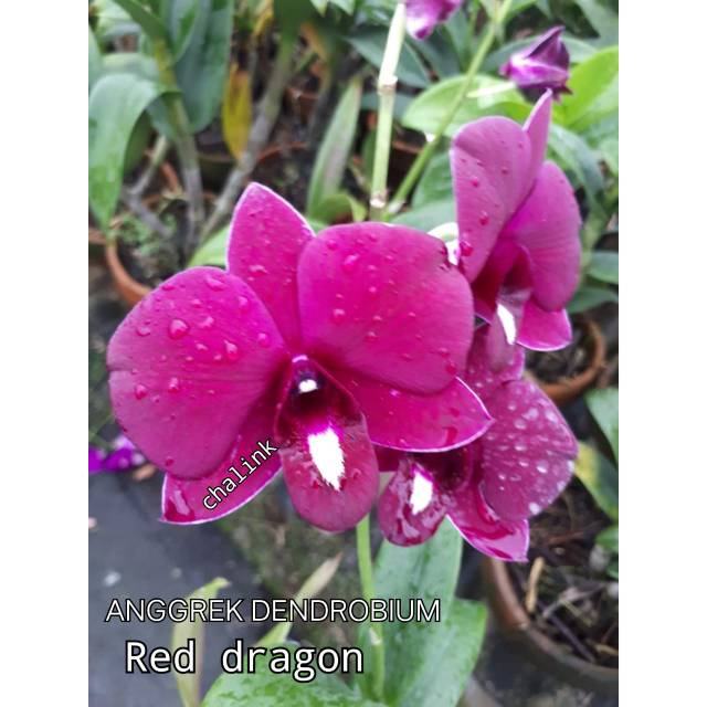 Anggrek dendrobium Red dragon