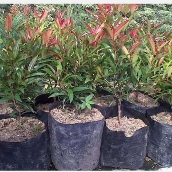 bibit tanaman pucuk merah