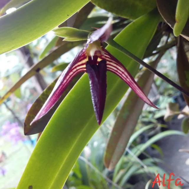 bulbo cleistogamum