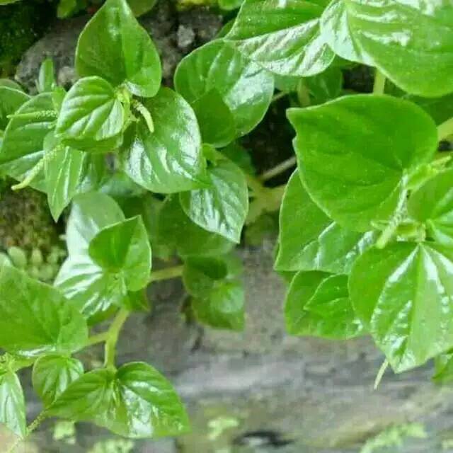 Daun kenci 250 gram