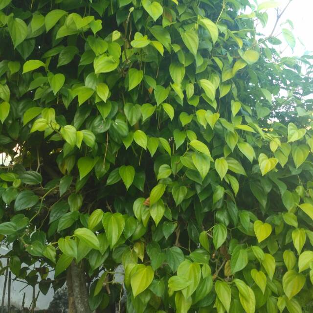 Daun asirih