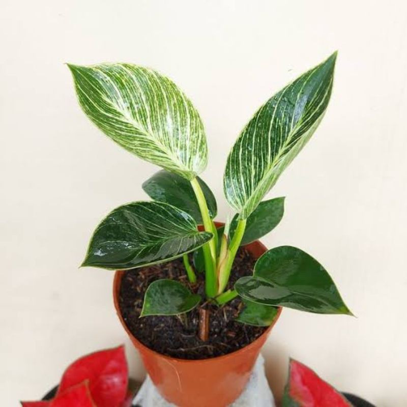 philodendron brikin