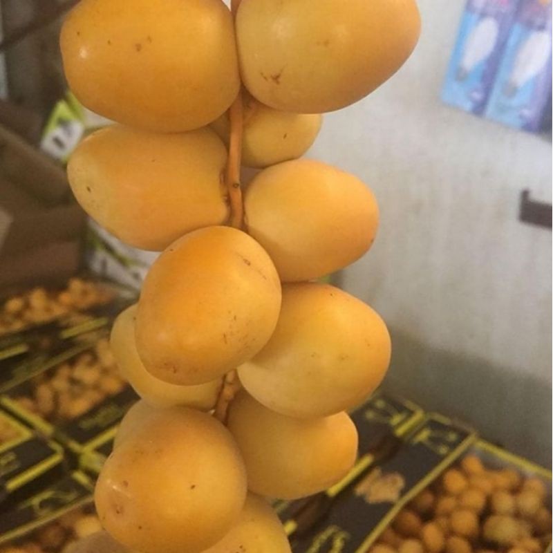Ruthob/Kurma Muda