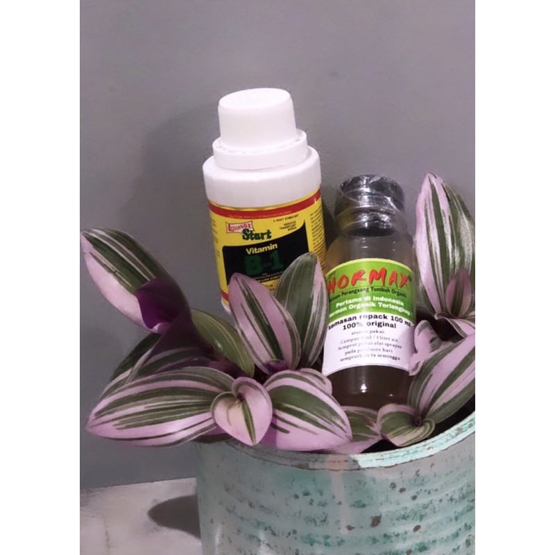 Vitamin bundle B1 + Hormax