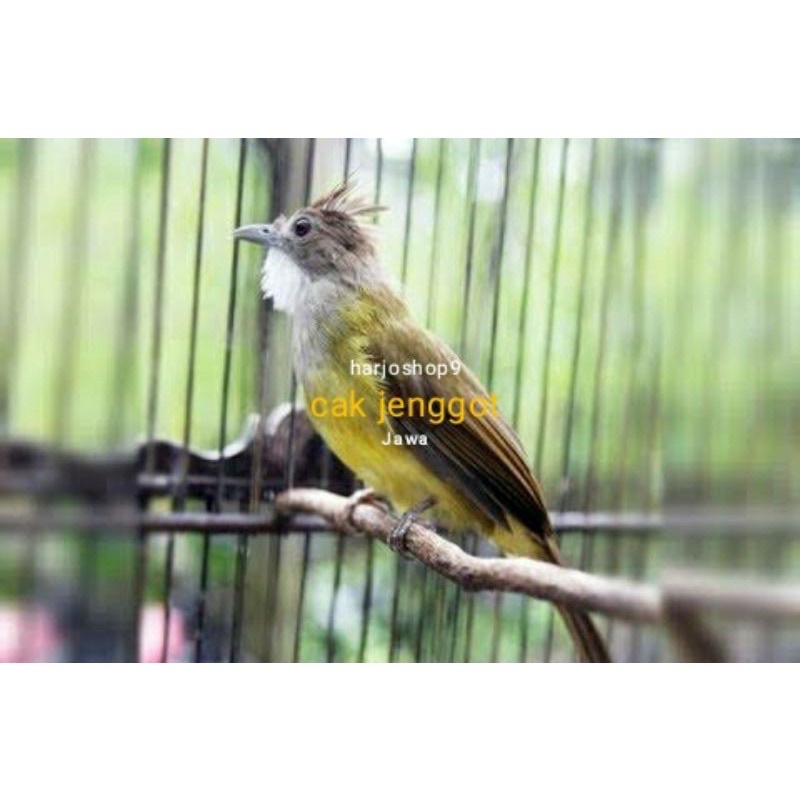 jenggot Jawa rawatan
