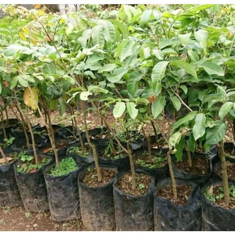 BIBIT KELENGKENG MATALADA MURAH