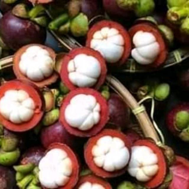 Bibit manggis okulasi