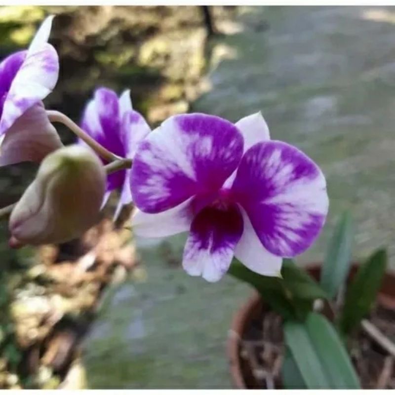 Pphon Bunga Anggrek Dendrobium Dewasa Three Angel Spike