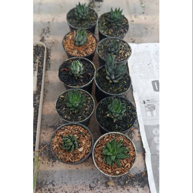 Hawortia paketan