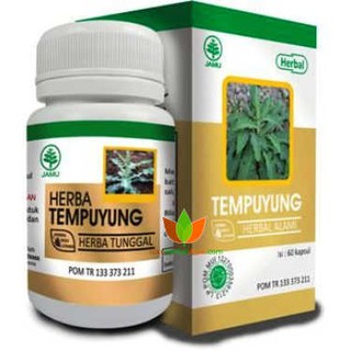 TEMPUYUNG - HIU