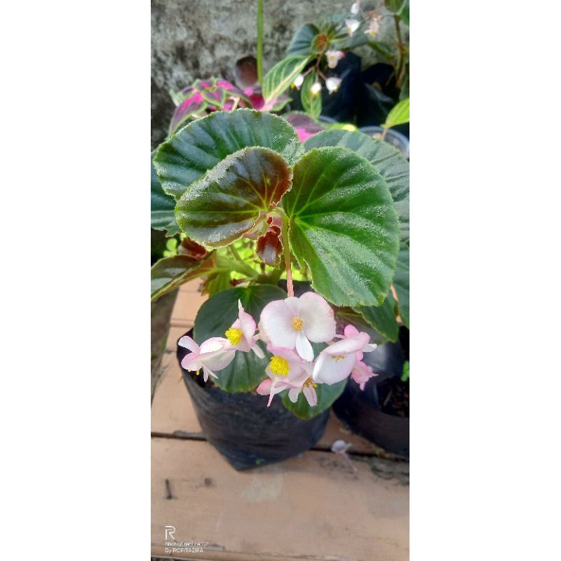 bunga begonia