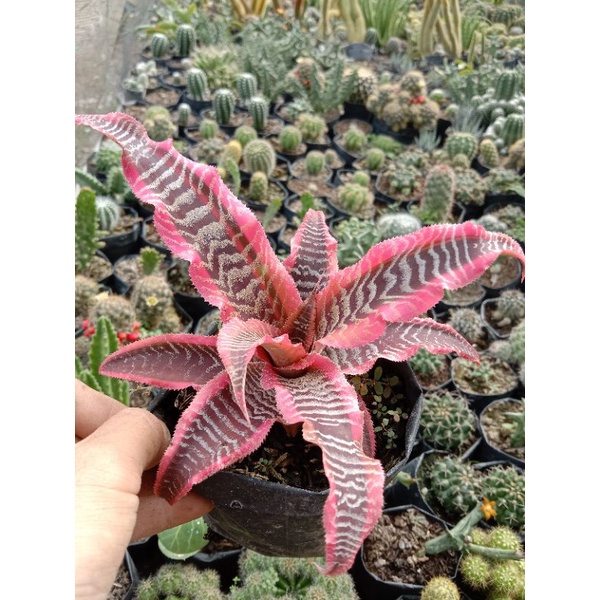 haworthia/kaktus pasaman