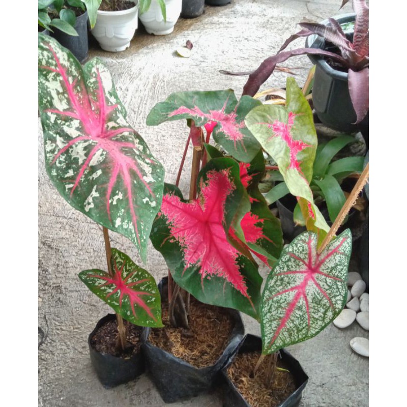 Caladium / Keladi Paket Hemat