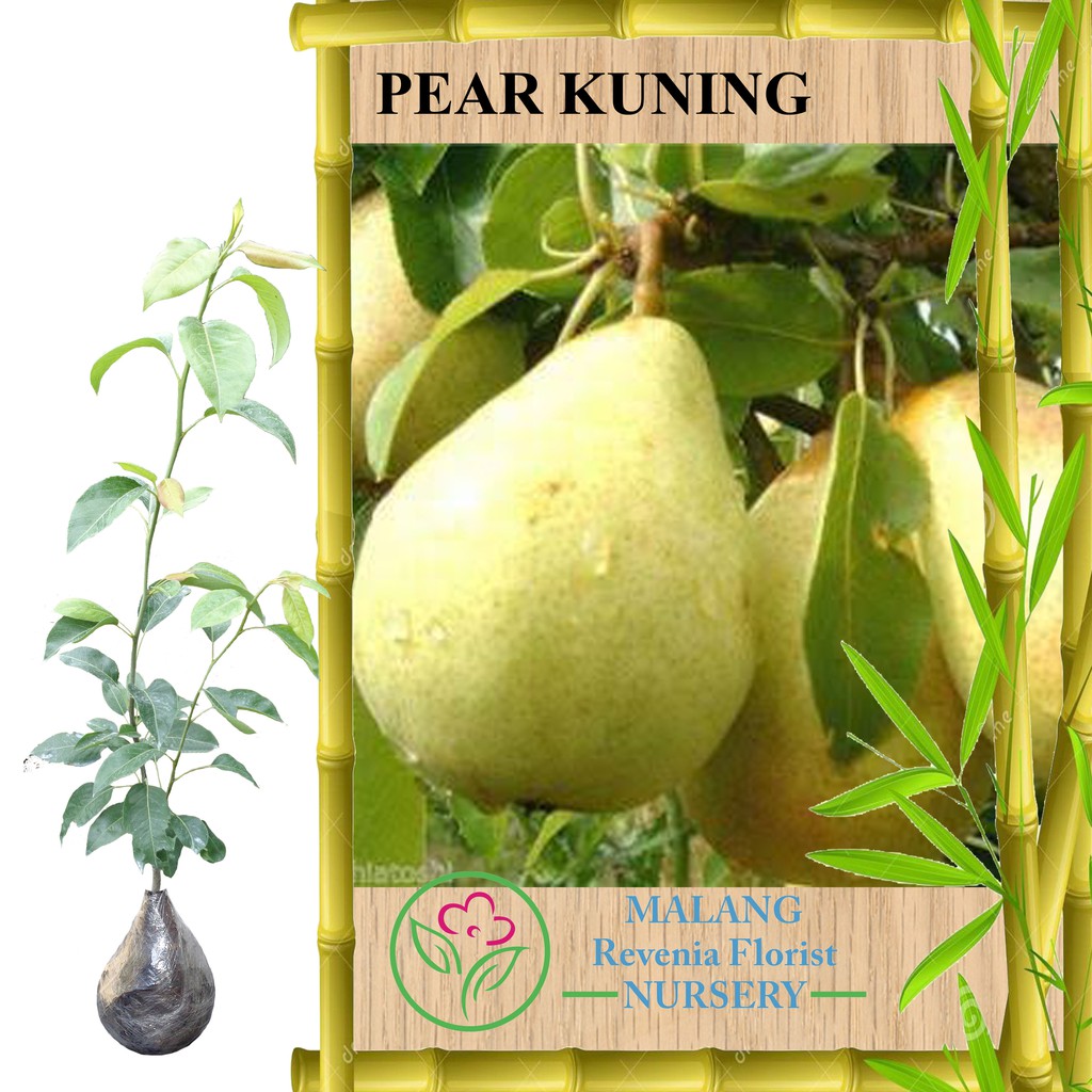 Tanaman Pear Kuning