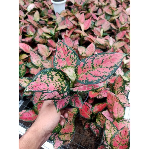 Aglonema "Red Anja"