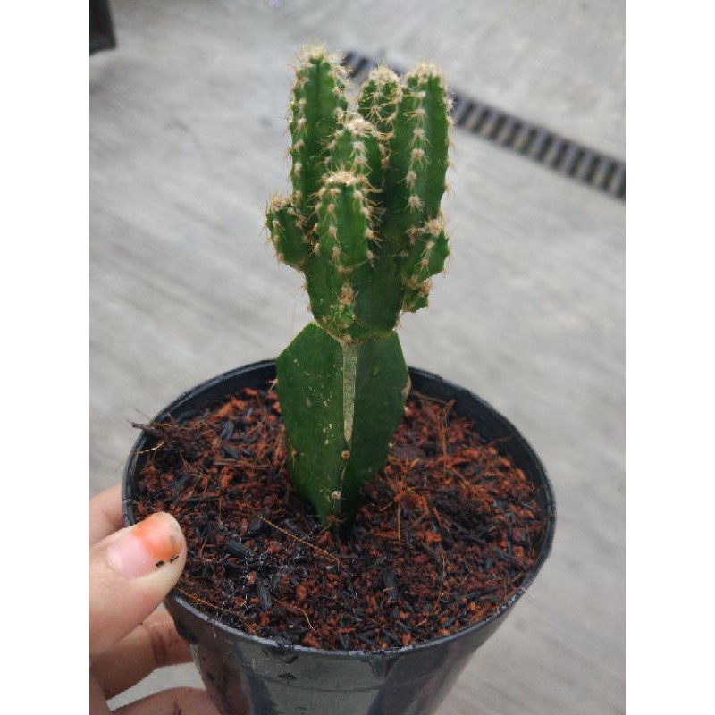 Kaktus candi grafting
