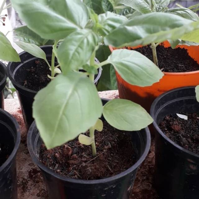 Tanaman sweet basil