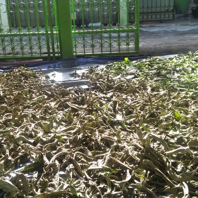 daun sungkai kering