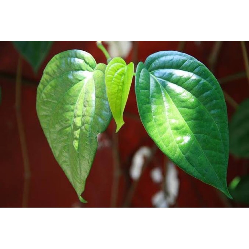 Daun sirih segar