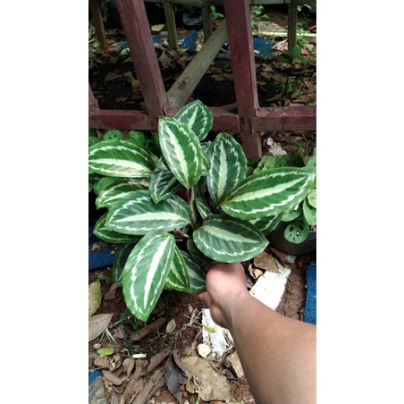 chalathea silver black
