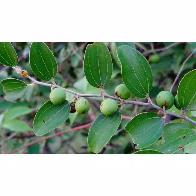 bibit bidara herbal