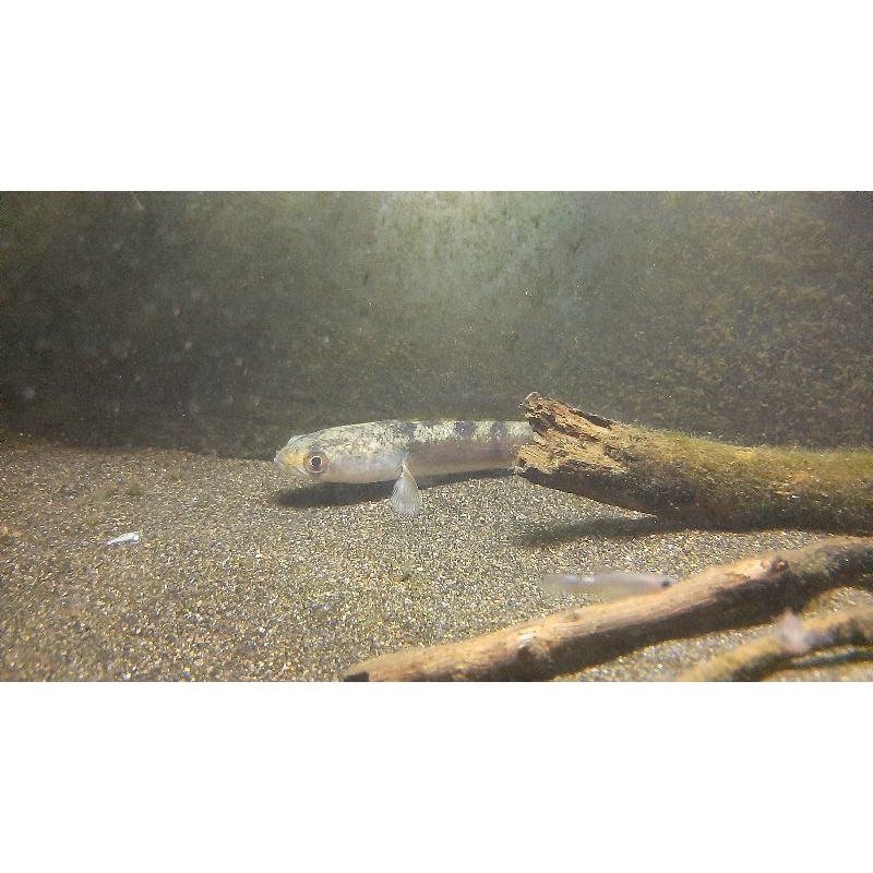 channa pseudo EG size 13cm