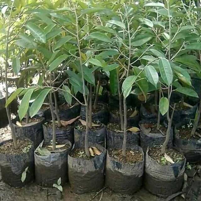Bibit durian montong