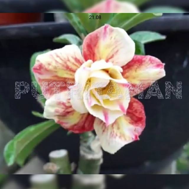 Bibit Bunga Kamboja Adenium Chocolate
