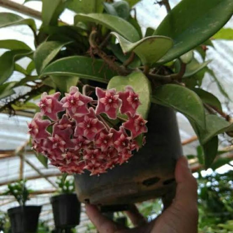 Tanaman Gantung Bunga Hoya