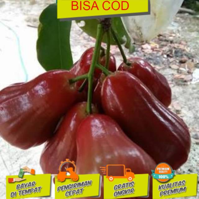 Bibit tanaman buah Bibit jambu darsono tabulapot