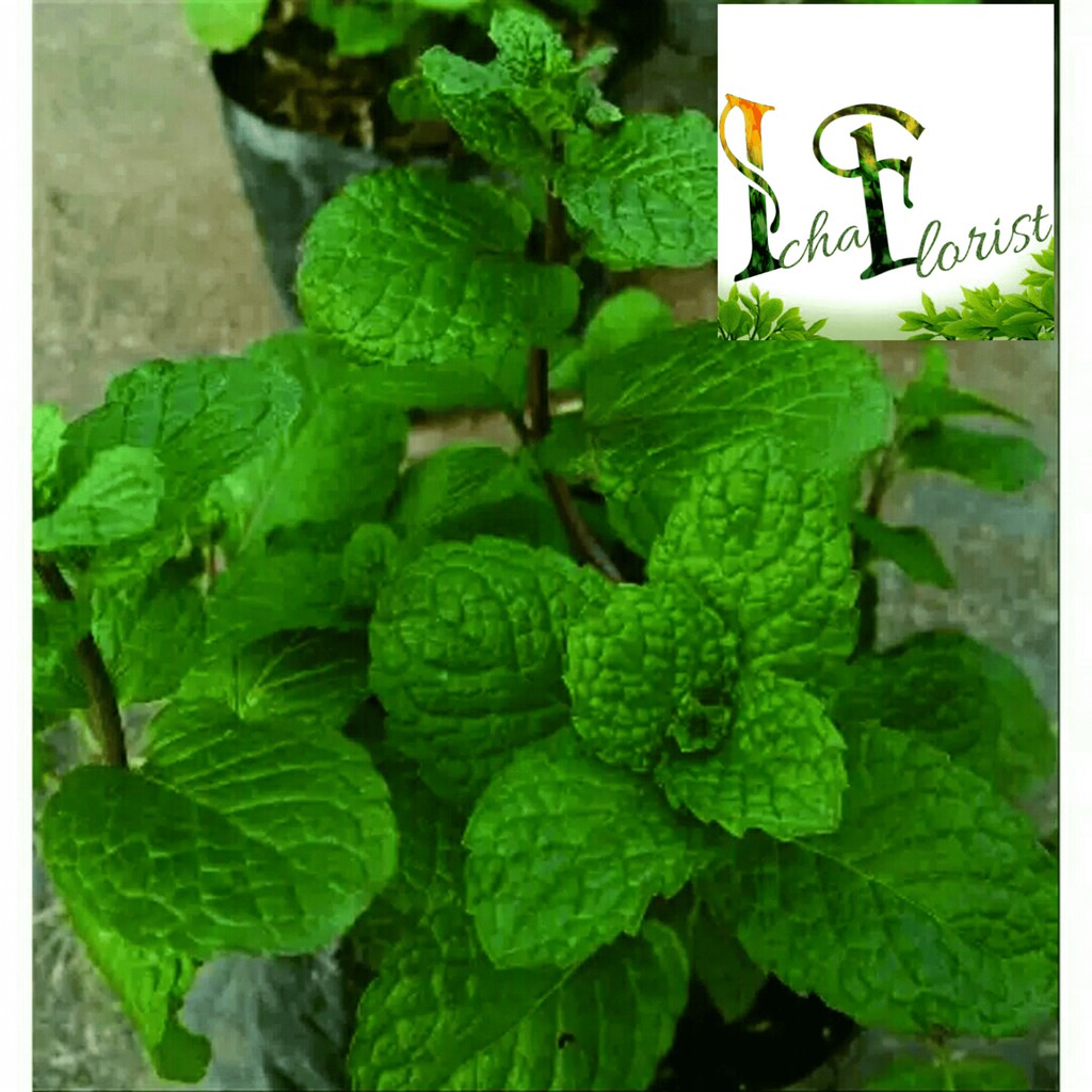Tanaman Daun Mint